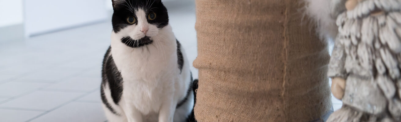 Des compagnons à quatre pattes pour le confort des patients !
